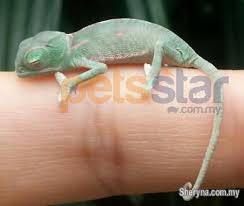 Malaysia's friendliest online pet store with variety of dog and cat food brands, toys, accessories and much more! Veiled Chameleon Pets For Sale In Klang Selangor Sheryna Com My Mobile 719865
