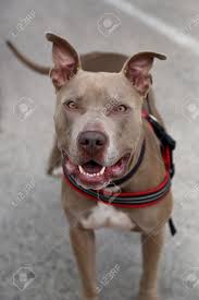 Fii primul care adaugi o recenzie la „grâu pitbull,grau comun de toamna anulează răspunsul. Grau Pitbull Posiert Fur Sein Bild Lizenzfreie Fotos Bilder Und Stock Fotografie Image 22088890