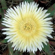 Image result for Carpobrotus