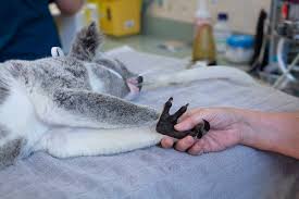 Koalas Are Dying From Chlamydia And Climate Change Is Making It Worse | Cnn
