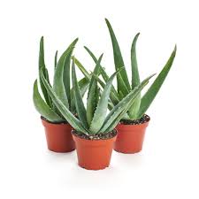 ALOE VERA ile ilgili görsel sonucu