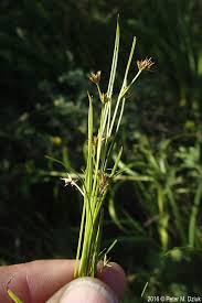 Image result for Scleria nyasensis