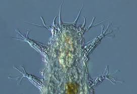 Image result for Liparis killmanniae