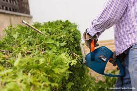 Die thujahecke sollte keinen radikalschnitt bekommen, den verträgt sie nicht. Thuja Hecke Radikal Schneiden Wie Sollte Man Vorgehen