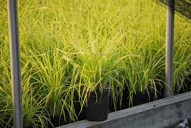 Image result for Carex cognata