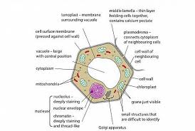 Membranes are chemically lipoproteins and have polysaccharides associated with them. Plant Cell Structure Plant Cell Parts Organelles And Their Functions And Diagram Jotscroll