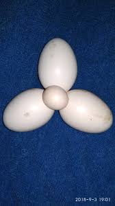 Tips agar sukses ternak ayam petelur. Telur Ayam Terkecil Dan Unik Steemkr