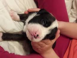 Find boxer puppy in dogs & puppies for rehoming | find dogs and puppies locally for sale or adoption in ontario : Litter Of 8 Boxer Puppies For Sale In Tulsa Ok Adn 67122 On Puppyfinder Com Gender Male Age 2 Weeks Old Boxer Puppies Boxer Puppy Boxer Puppies For Sale