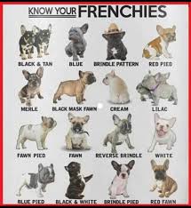 Buy and sell on gumtree australia today! French Bulldog The Ark Posts Facebook