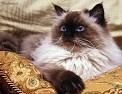 Himalayan Cat Breed Information, Pictures, Characteristics ...