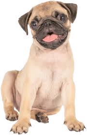 Petland has a variety of dogs & puppies for sale in columbus, ohio including german shepherd, rottweiler, english bulldog, boxer, pomsky & other breeds. Puppies For Sale Chicagoland Happiness Is Pets Illinois