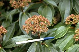 Image result for Cycnium recurvum