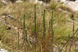 Image result for Anthospermum whyteanum