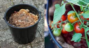 Check spelling or type a new query. My Tomato Fertilizer Recipe Perfected Over 30 Years