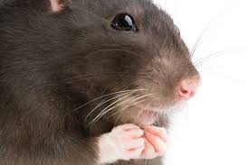 That means that they're used. Rodent Pest Control On The Farm