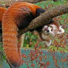 Red Panda Sjove Dyrebilleder Rod Panda Dyr