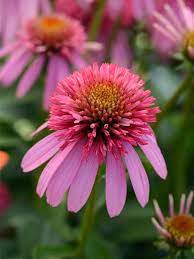 Echinacea Bubble Gum Bluestone Perennials Echinacea Perennial Plants Flowers Perennials