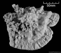 Image result for Cassipourea mollis