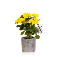 10% off selected house plants. Begonia Yellow Houseplant Indoor Plants Online Uk Delivery