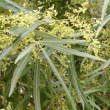 Image result for Searsia acuminatissima