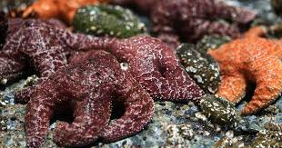 tidepools explore lincoln city