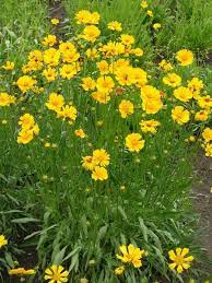 25 Plants That Survive With Or Without You In 2021 Hardy Plants Front Garden Landscape Ground Cover Plants