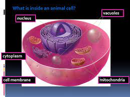 We did not find results for: What Is Inside An Animal Cell Ppt Video Online Download