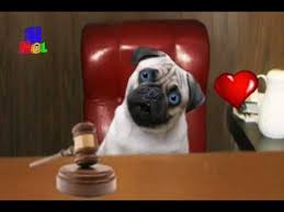 Videos de risa especial de animales, gatos y perros, chistosos y divertidos! Videos Chistosos De Animales Photos Facebook