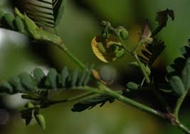 Image result for Aeschynomene sensitiva