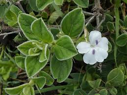 Image result for Barleria grandicalyx