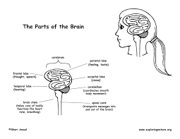 We did not find results for: Parts Of The Brain Diagram And Coloring Page