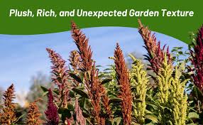 Image result for Amaranthus thunbergii
