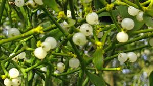 The wood is also popular in carving and other forms of. Nonpoisonous Berries Children S Hospital Of Philadelphia
