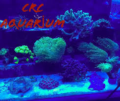 Pin On Coral