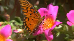 Butterfly photos butterfly wallpaper butterfly flowers butterfly mobile paper butterflies monarch butterfly flying flowers blue butterfly beautiful bugs. Beautiful Butterfly And Flowers With Relaxing Music Hd Youtube