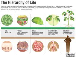Infographic The Hierarchy Of Life Plant And Animal Cells Structural Biology Biology Lessons