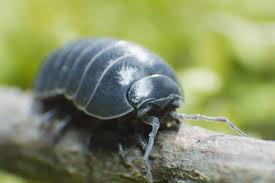 Each time a pill bug poops, it loses a little copper, an essential element it needs to live. Roly Poly Pill Bugs What You Need To Know