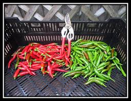 In this article, we will share everything we have learned about growing jalapenos in pots to help you achieve the best. C6lwytjndq8som