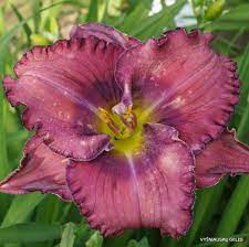 We did not find results for: Tet Lavender Blue Baby Daylily Phlox Eu