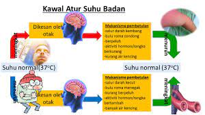 Kucing akan menegakkan bulu untuk memerangkap haba apabila kesejukkan. Kawal Atur Kandungan Air Kawal Atur Kandungan Air Worksheet Manfaat Minum Air Kelapa Secara Teratur Sangat Efektif Dalam Mengatur Tekanan Darah Karena Ia Memiliki Kandungan Kalium Dan Asam Laurat Barit