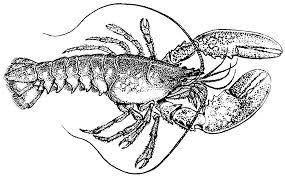 Free printable lobster coloring pages available in high quality image and pdf format. File Lobster Psf Png Wikipedia