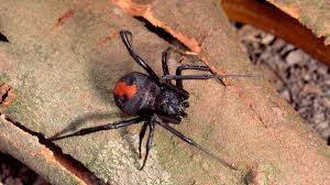 Recognize a bite from a black widow spider. Deadly Redback Spiders On The Rise In The Uae And They Are Biting The National