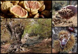 Chataigniers Et Chataignes