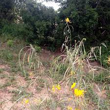 Image result for Cleome angustifolia