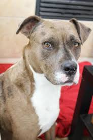Der hund erlag seinen verletzungen kurze zeit später in einer tierklinik. Pitbull Boxer Mix Look How Sophisticated He Looks I Love Dogs Pitbull Boxer Mix Pitbulls