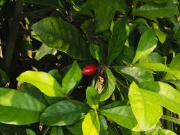 Image result for Synsepalum passargei
