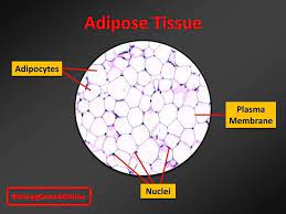 Last Week S Mysteryanatomy Structure Was Adipose Connective Tissue Adipose Tissue Is Easily Identified On The Micro Adipose Tissue Adipose Plasma Membrane