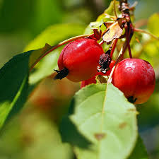We did not find results for: Wild Crabapple Trees