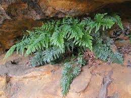 Image result for sleziník Asplenium