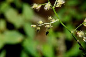 Image result for Pseudechinolaena polystachya